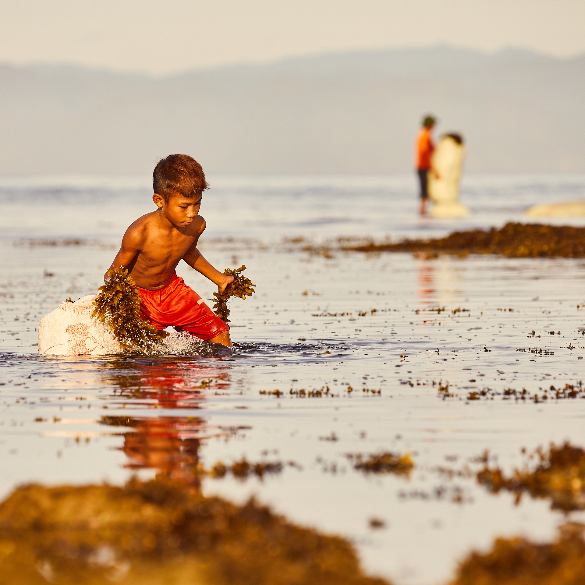 180103 Seaweed Indonesia 0132.jpg