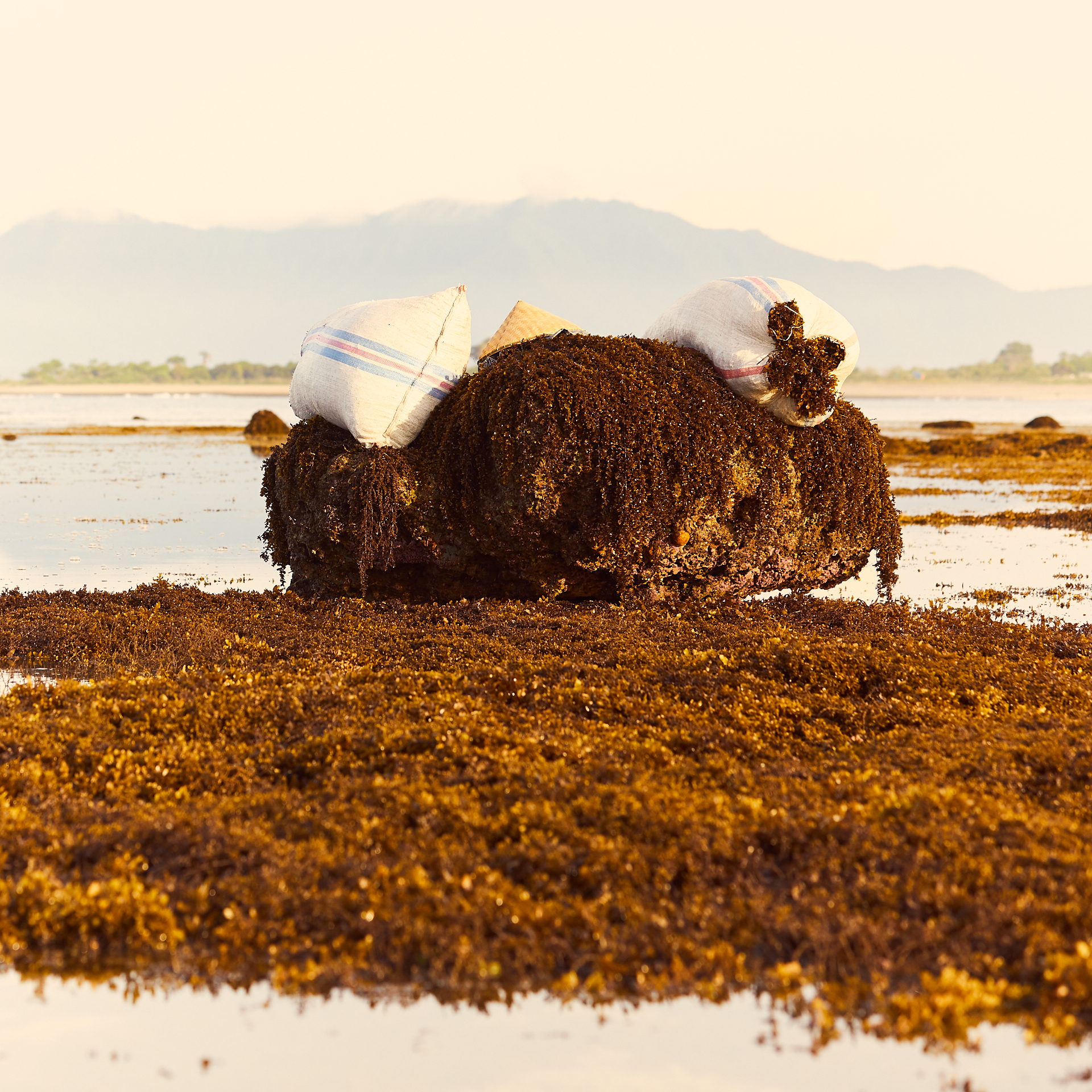 180103 Seaweed Indonesia 0026.jpg