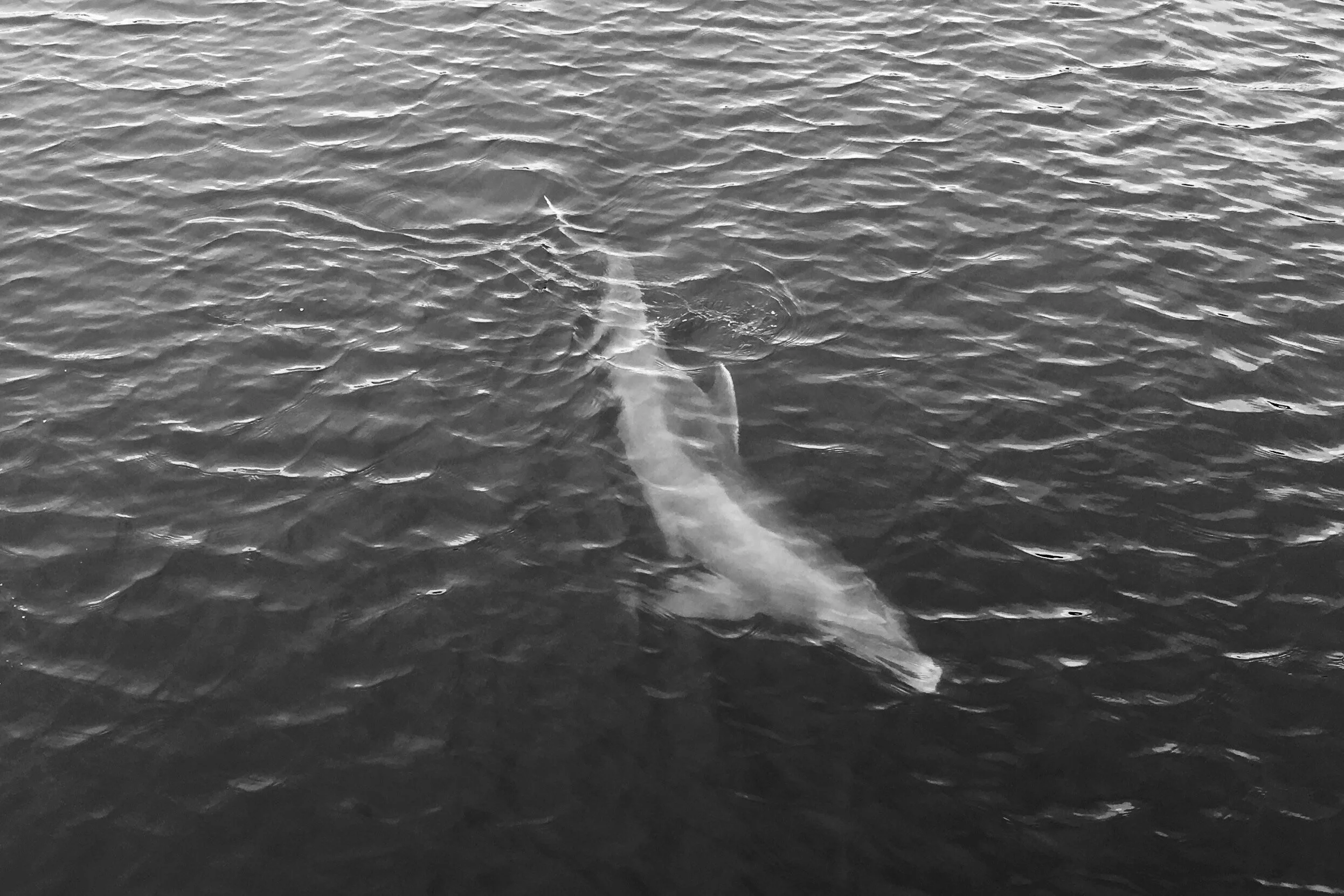 Dolphin Sighting