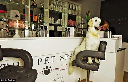 afghan-hound-chelsea.jpg
