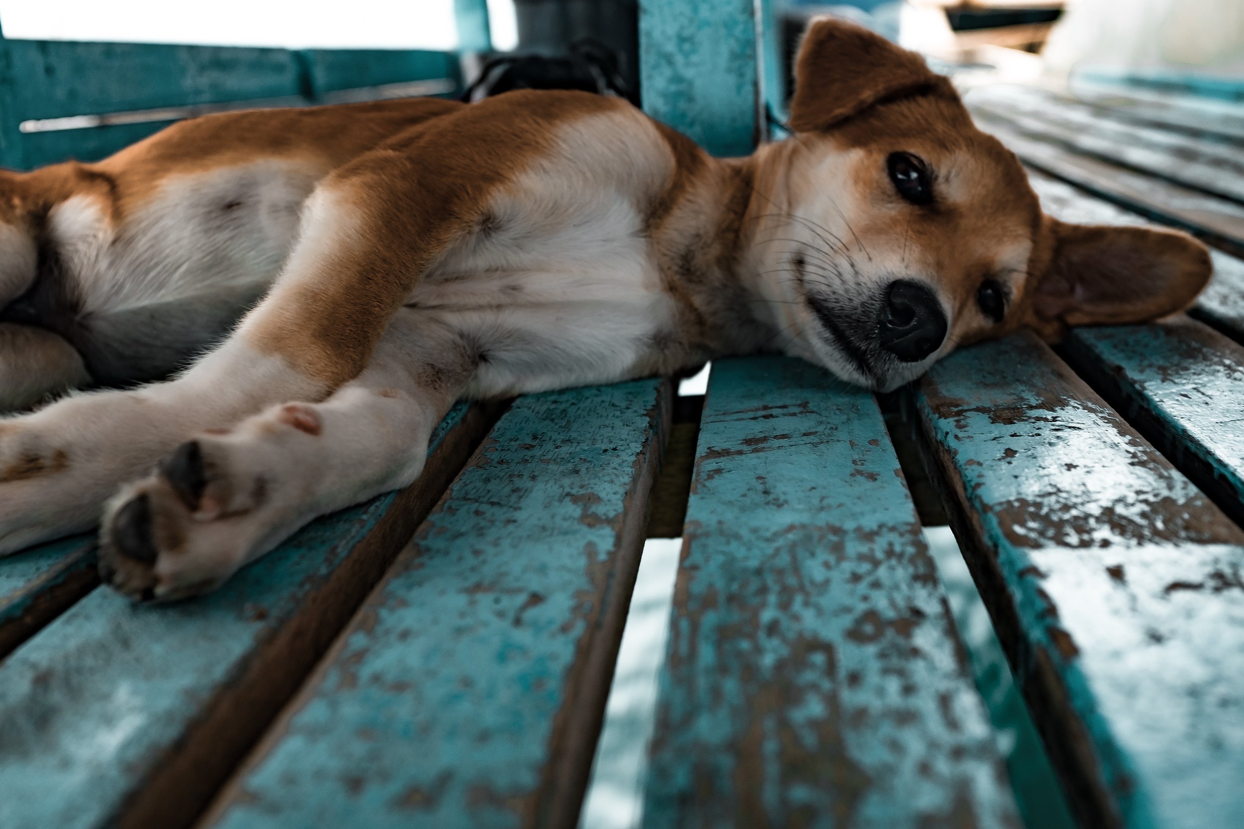 Summer Dog Care To Do List — Spoilt Rotten Dogs