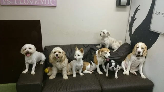 dogs.jpg