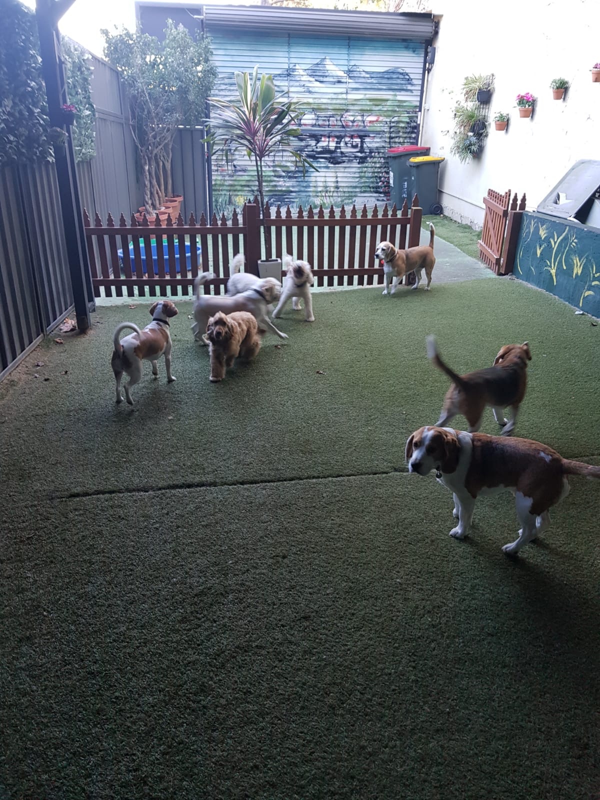 Dog boarding kennels near me — Spoilt Rotten Dogs