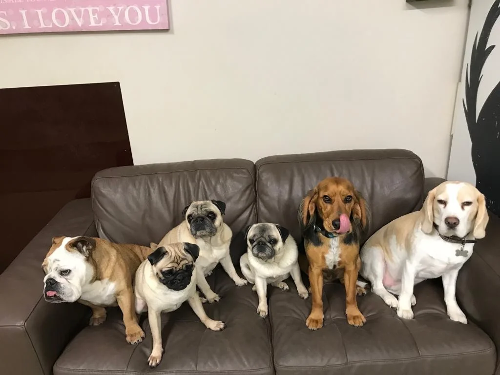 Dog boarding kennels near me