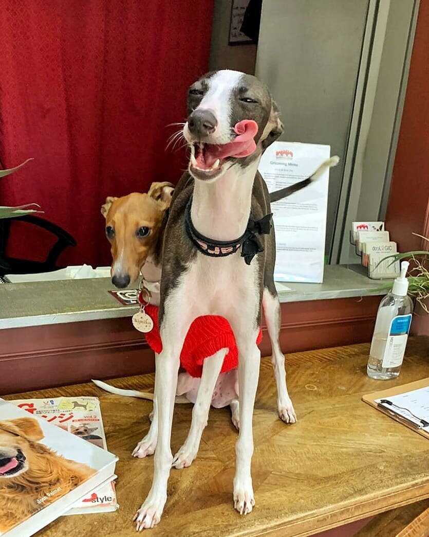 How did your #tongueouttuesday go? Ours is amazing as always 🐶 🥰
.
.
.
.
#barked #dogsofsydney #dogsofinstagram #sydneydogs #summerdogs #sydneydogdaycare #luckydogs #ruffpost #doglife #sydneylifestyle #ilovedogs #dogmum #awwfeed
#doghotel #innerwes