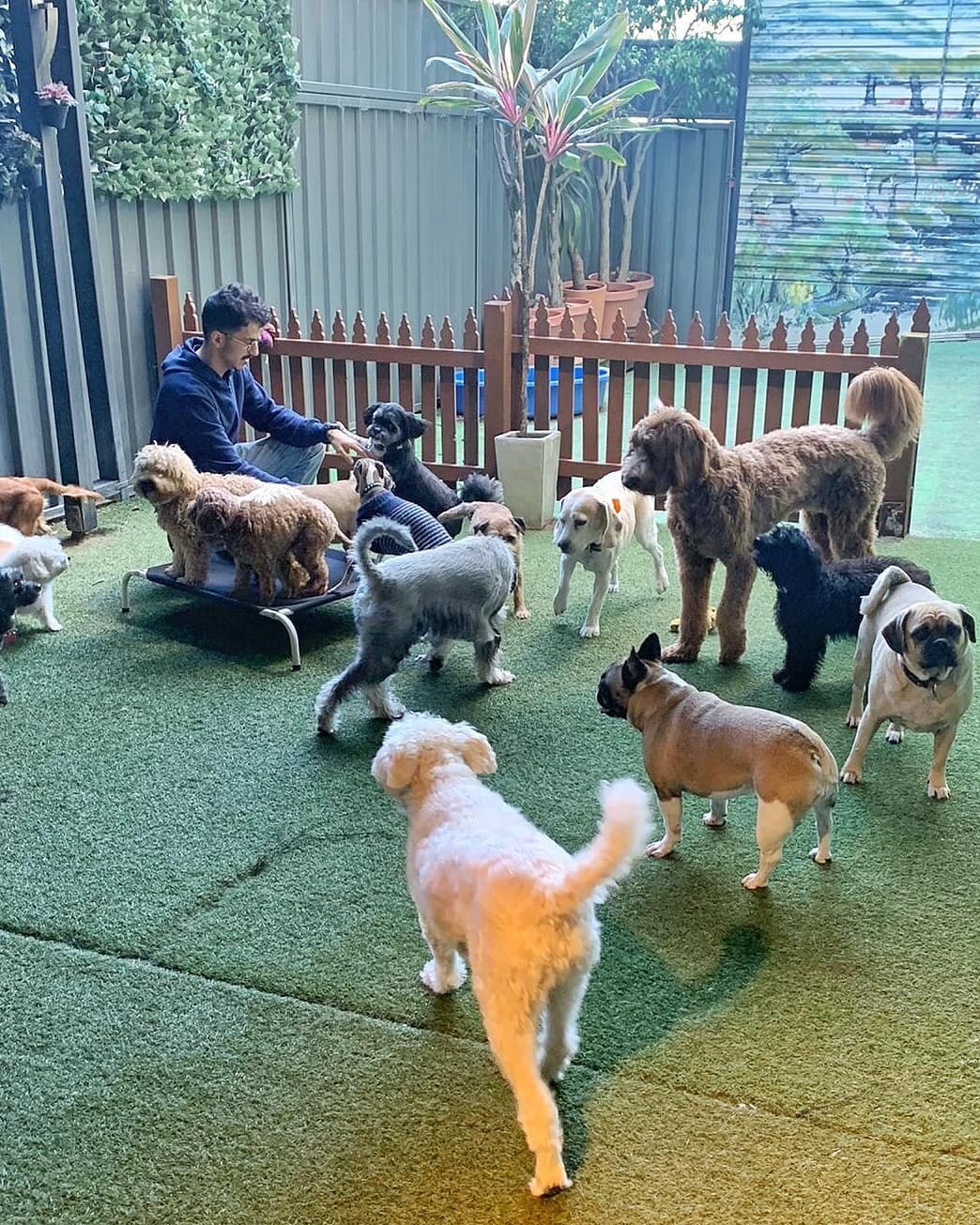 Best time of the day: Play time! 🥰🐾🐶
.
.
.
.
#barked #dogsofsydney #dogsofinstagram #sydneydogs #summerdogs #sydneydogdaycare #luckydogs #ruffpost #doglife #sydneylifestyle #ilovedogs #dogmum #awwfeed
#doghotel #innerwestdogs #sydneydogboarding #d