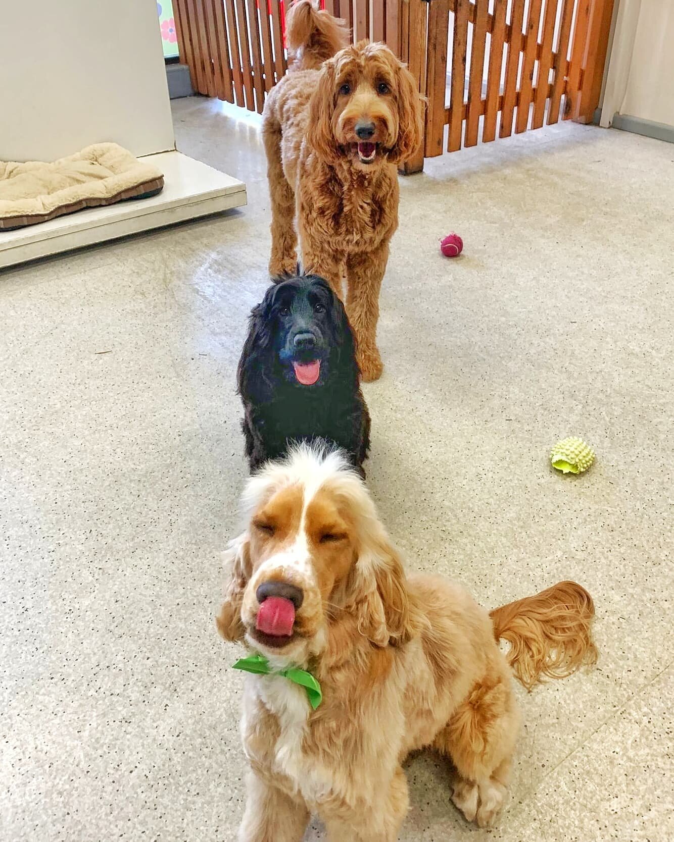 We miss our playmates but we're happy that you're safe at home with your pooch!! 🐶🐾☺️
.
.
For grooming and day care appointments please call us at (02) 8964 6856.
.
.
.
.
#barked #dogsofsydney #dogsofinstagram #sydneydogs #summerdogs #sydneydogdayc