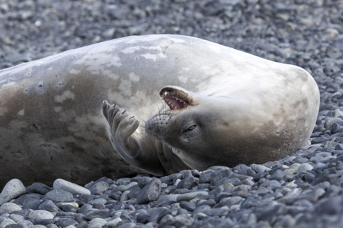 Laughing Seal