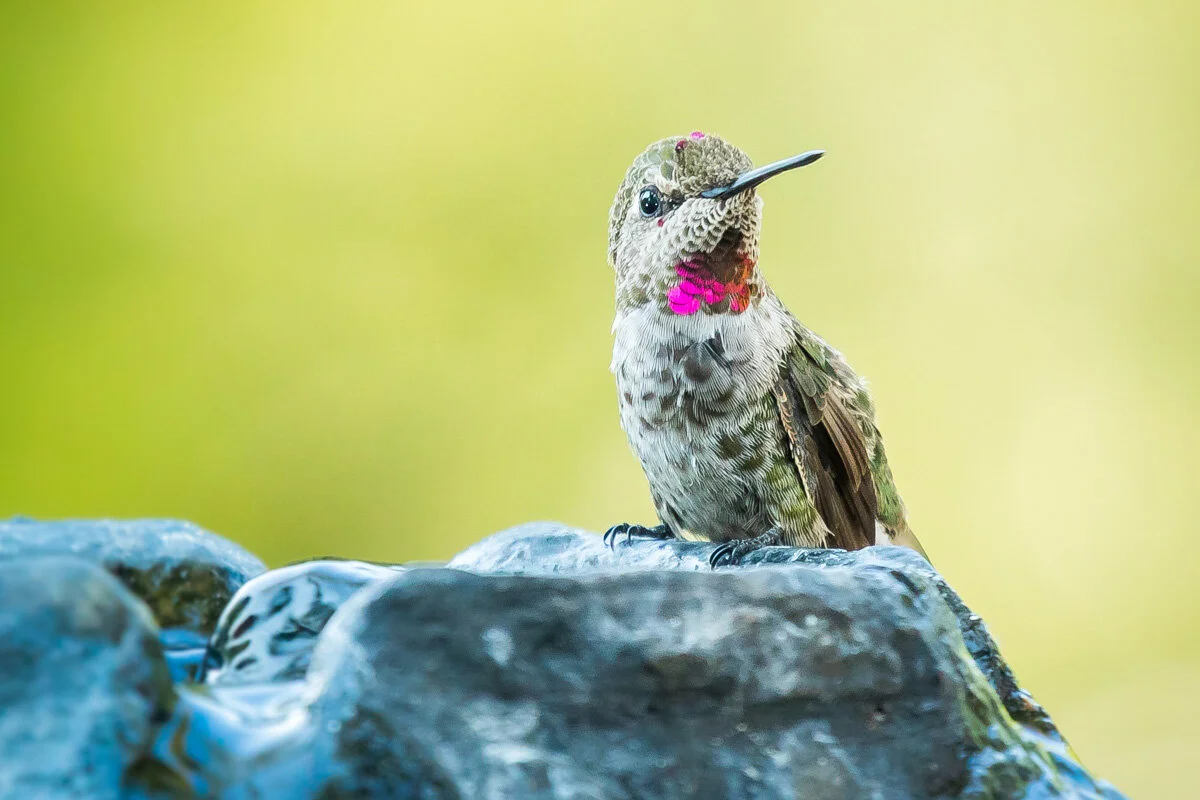 Hummingbird at the Fountain - 005