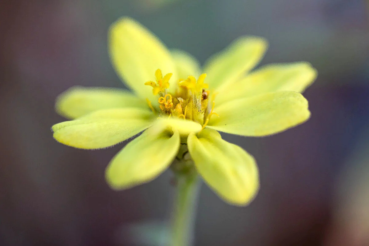 Yellow Flower - Macro 004
