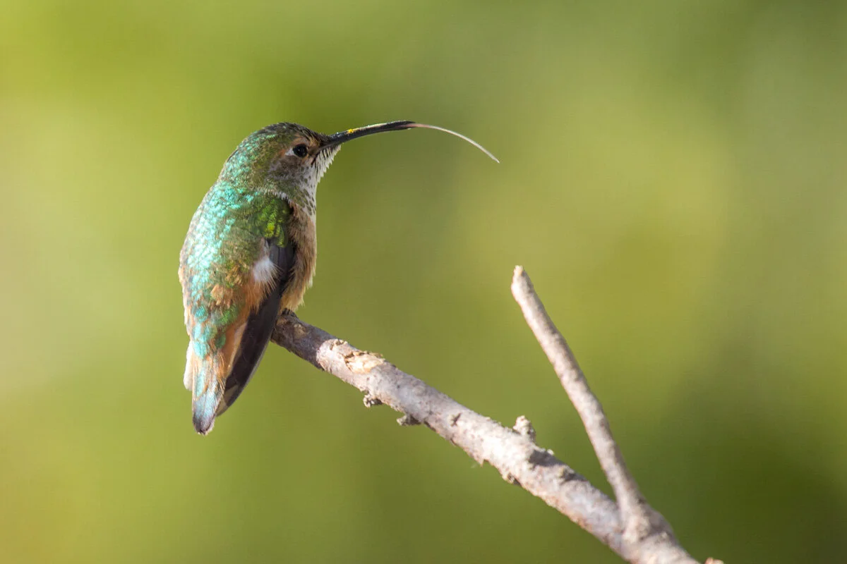Hummingbird on a Perch - 028