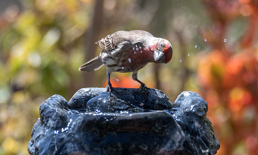 Male House Finch (Haemorhous mexicanus)