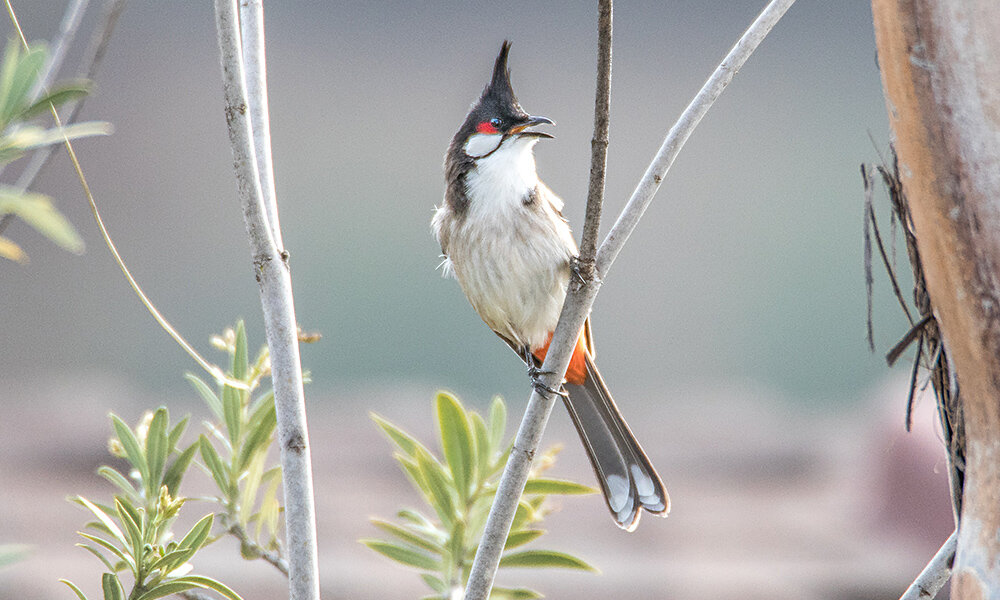 Red-whiskered Bulbul (Pycnonotus jocosus)