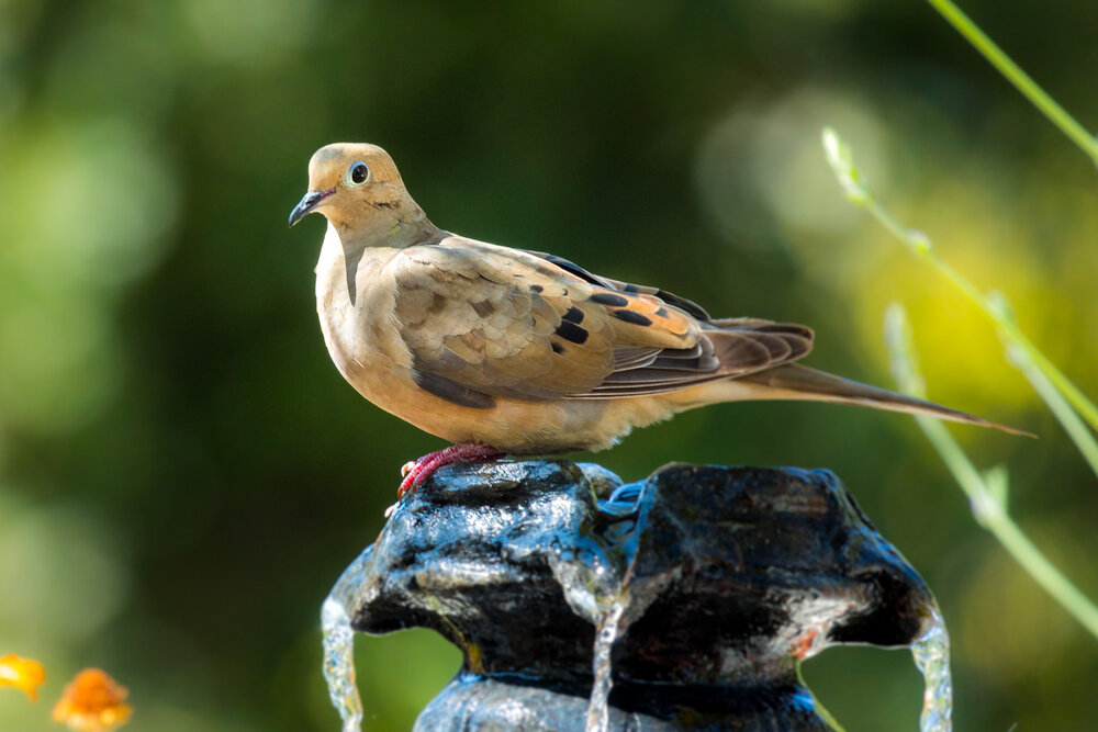 Mourning Dove (Zenaida macroura)