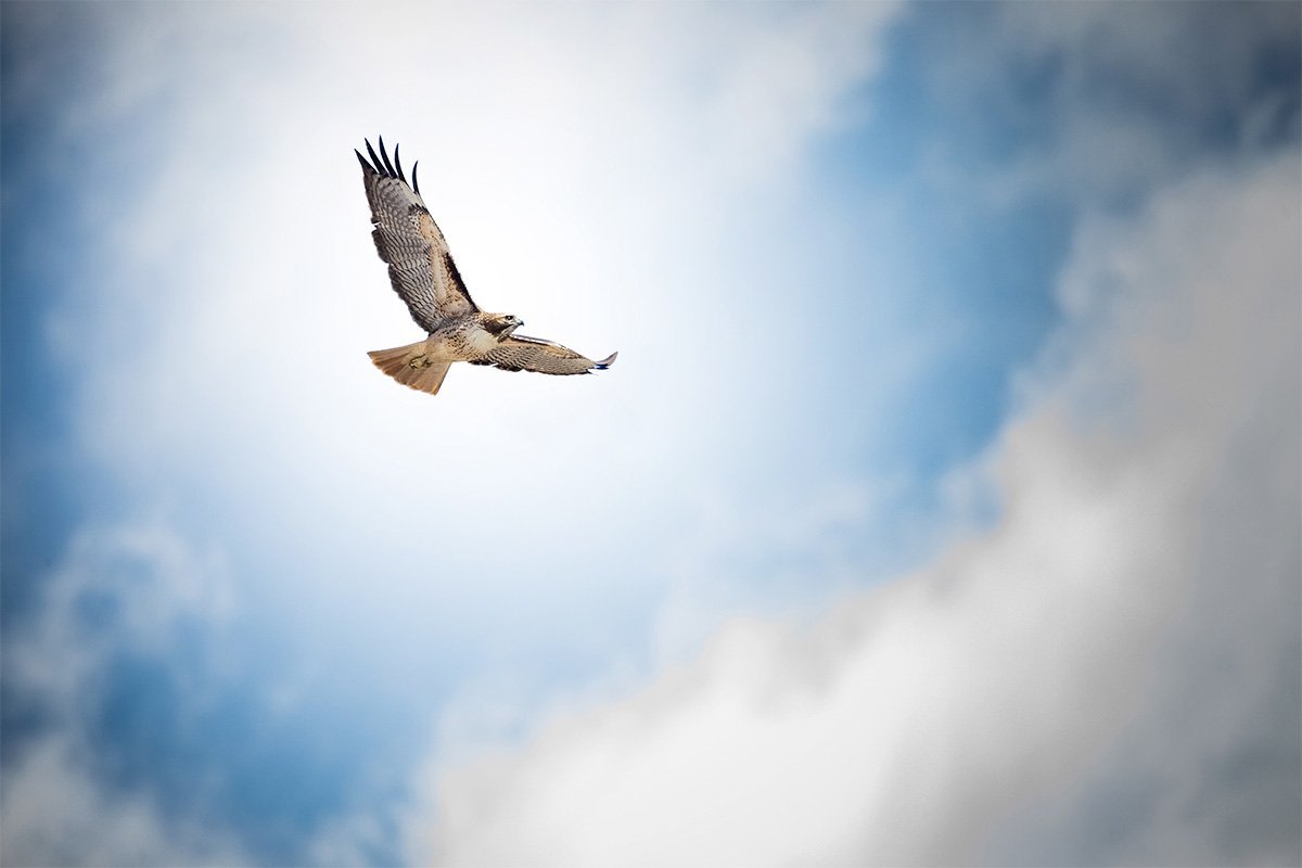 red-tailed-hawk-through-clouds.jpg