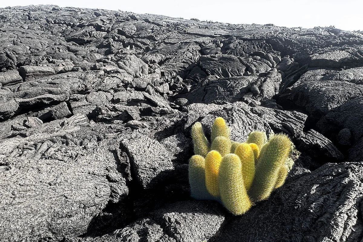 SABIL: Galapagos Lava Cactus - 001  Focus Relief Photography for Charity