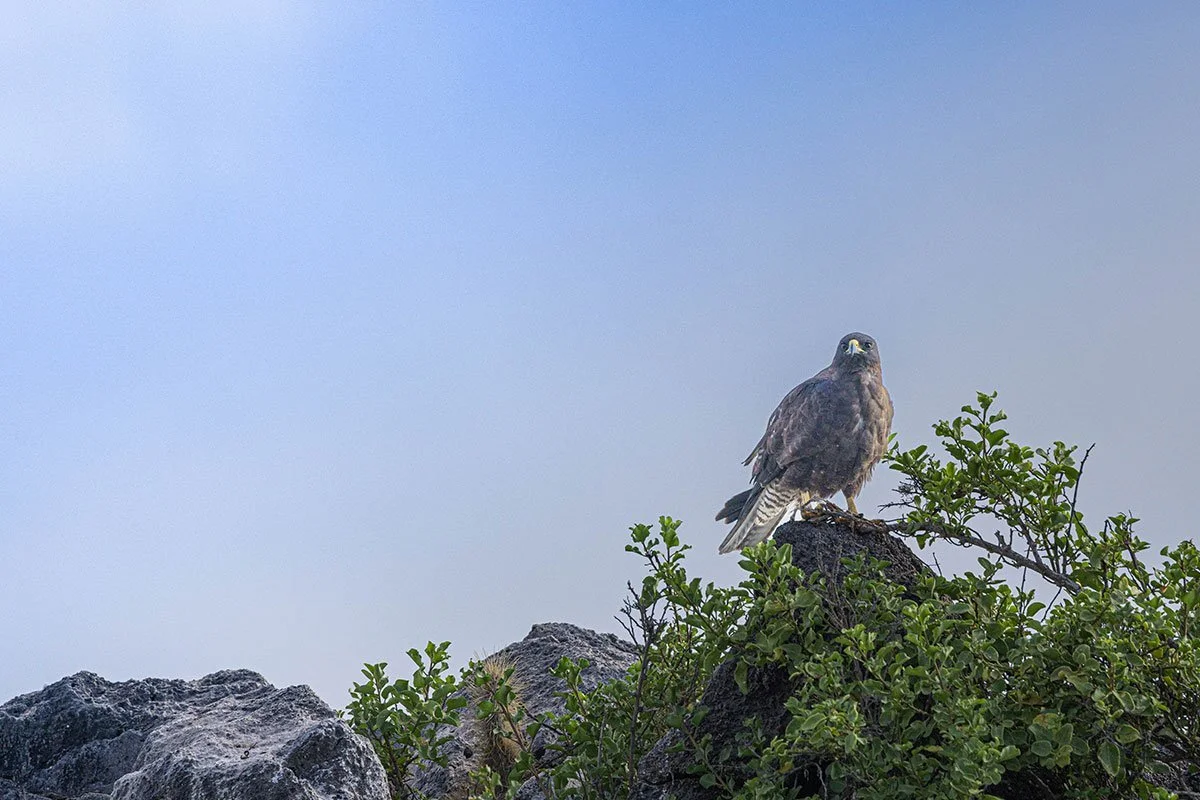galapagos-hawk-001.jpg