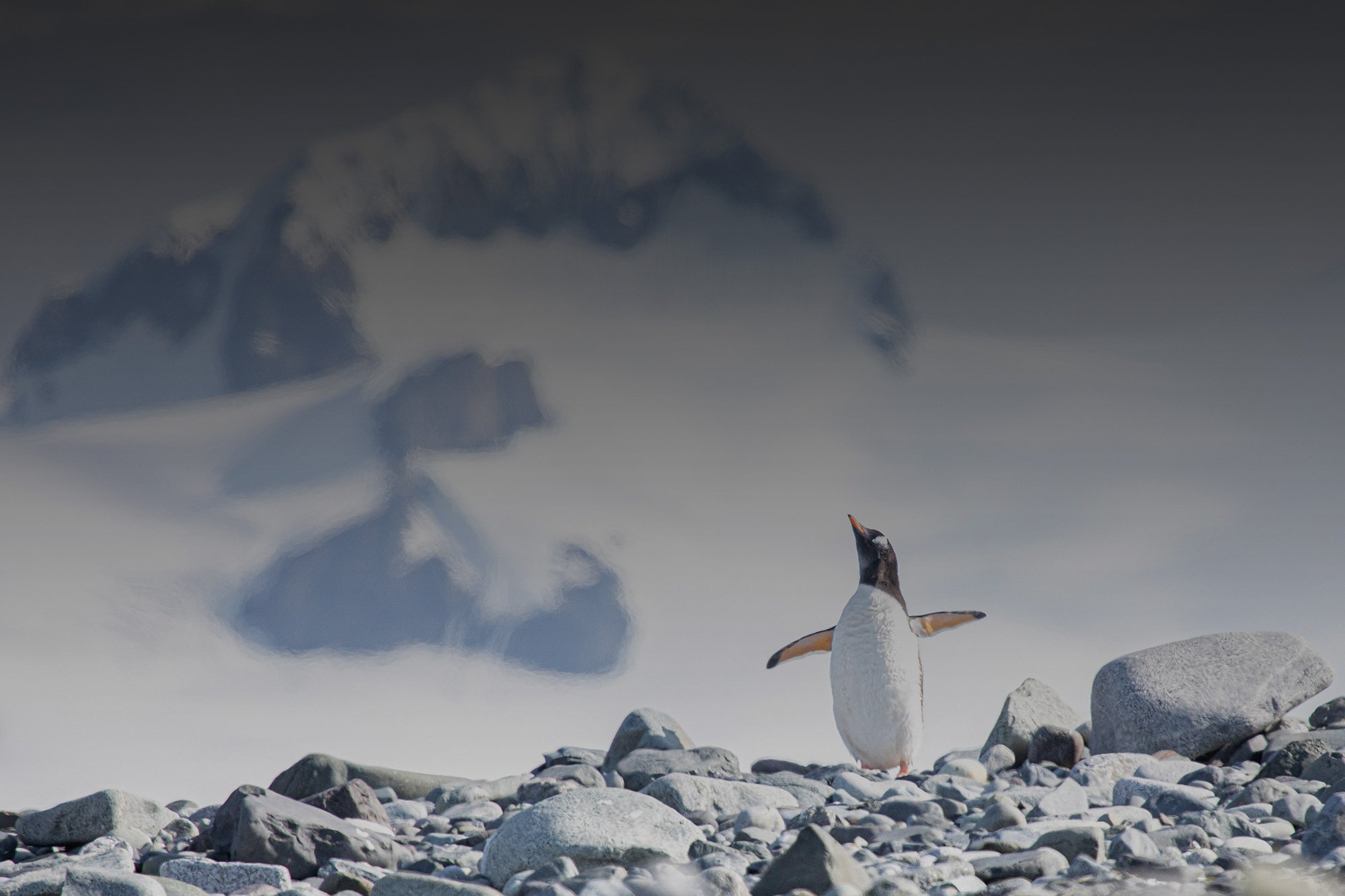 penguin-king-Focus-Relief-hero.jpg