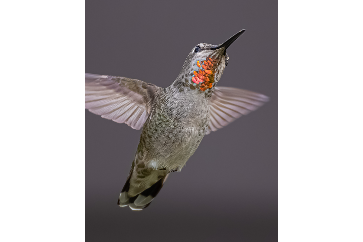 Hummingbird Showing Off Its Colors