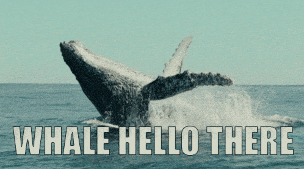 Whale Hello There