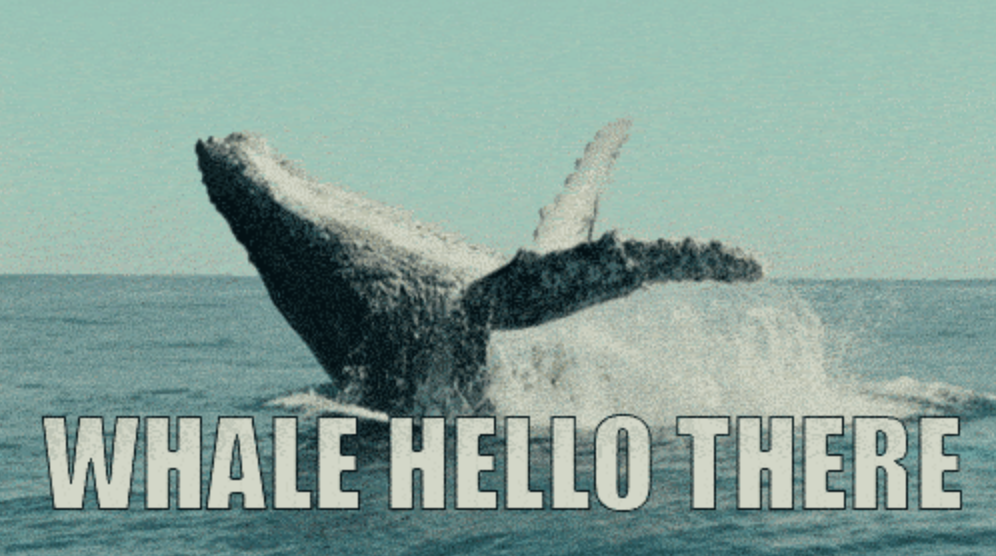 Whale Hello There — NYU COMM CLUB