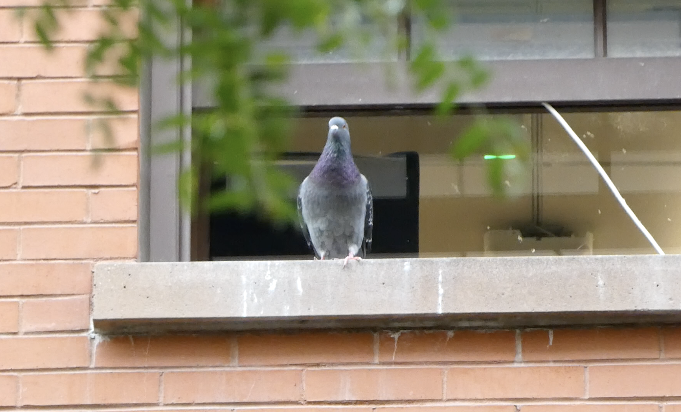 A Little Birdie Told Me