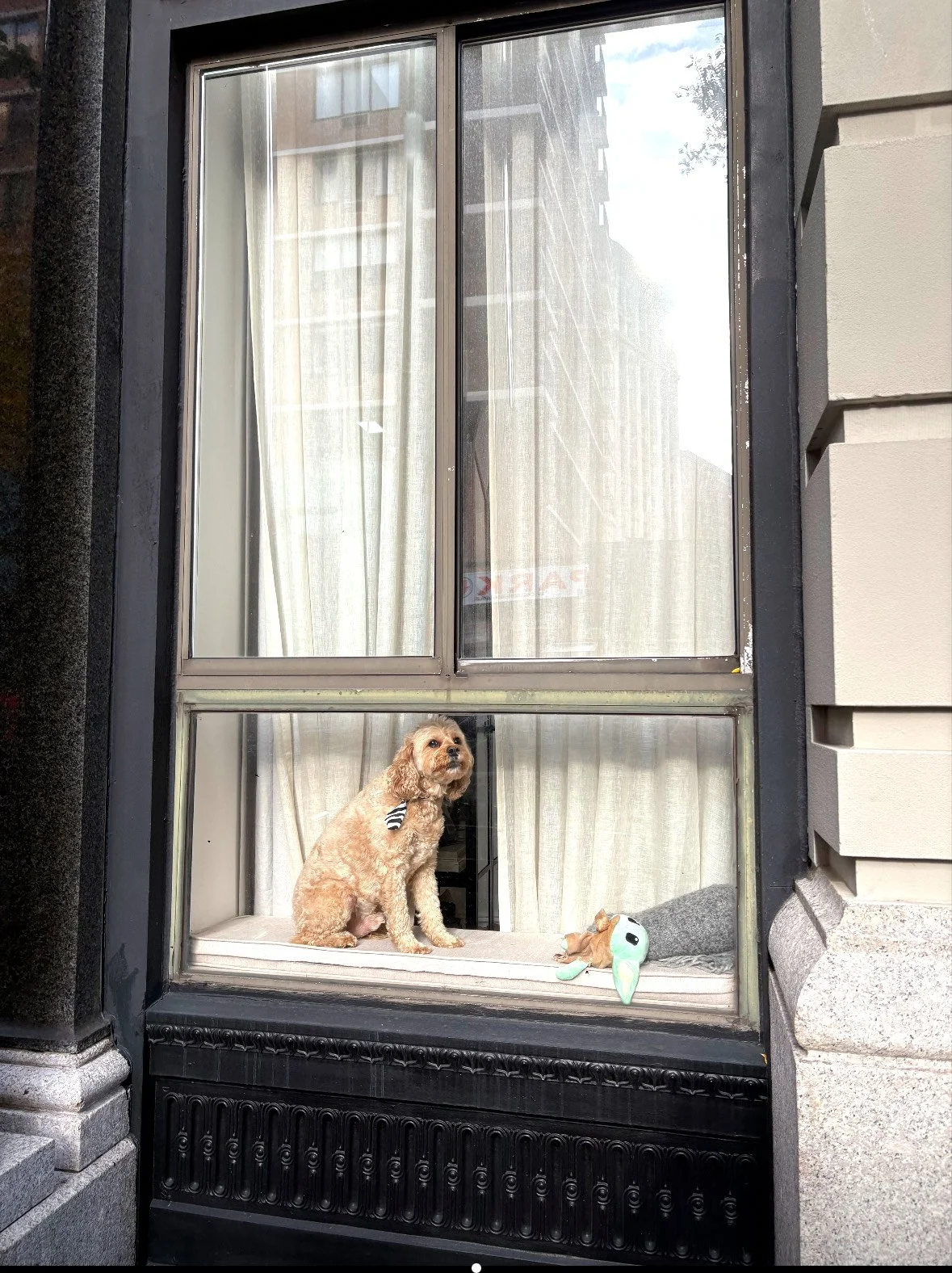 Are NYC Dogs the Most Spoiled in the World?