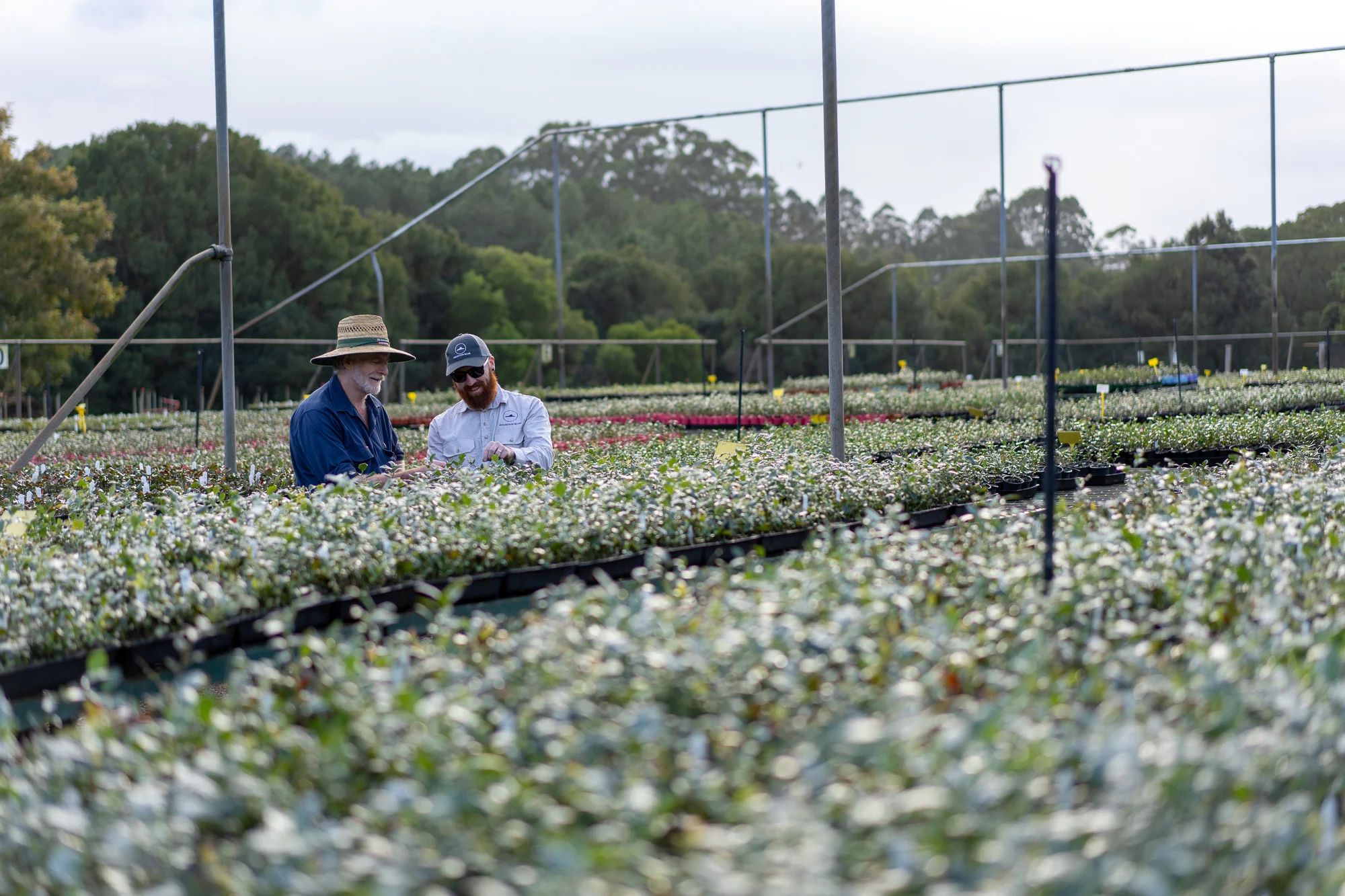 Mountain Blue Nursery — Mountain Blue
