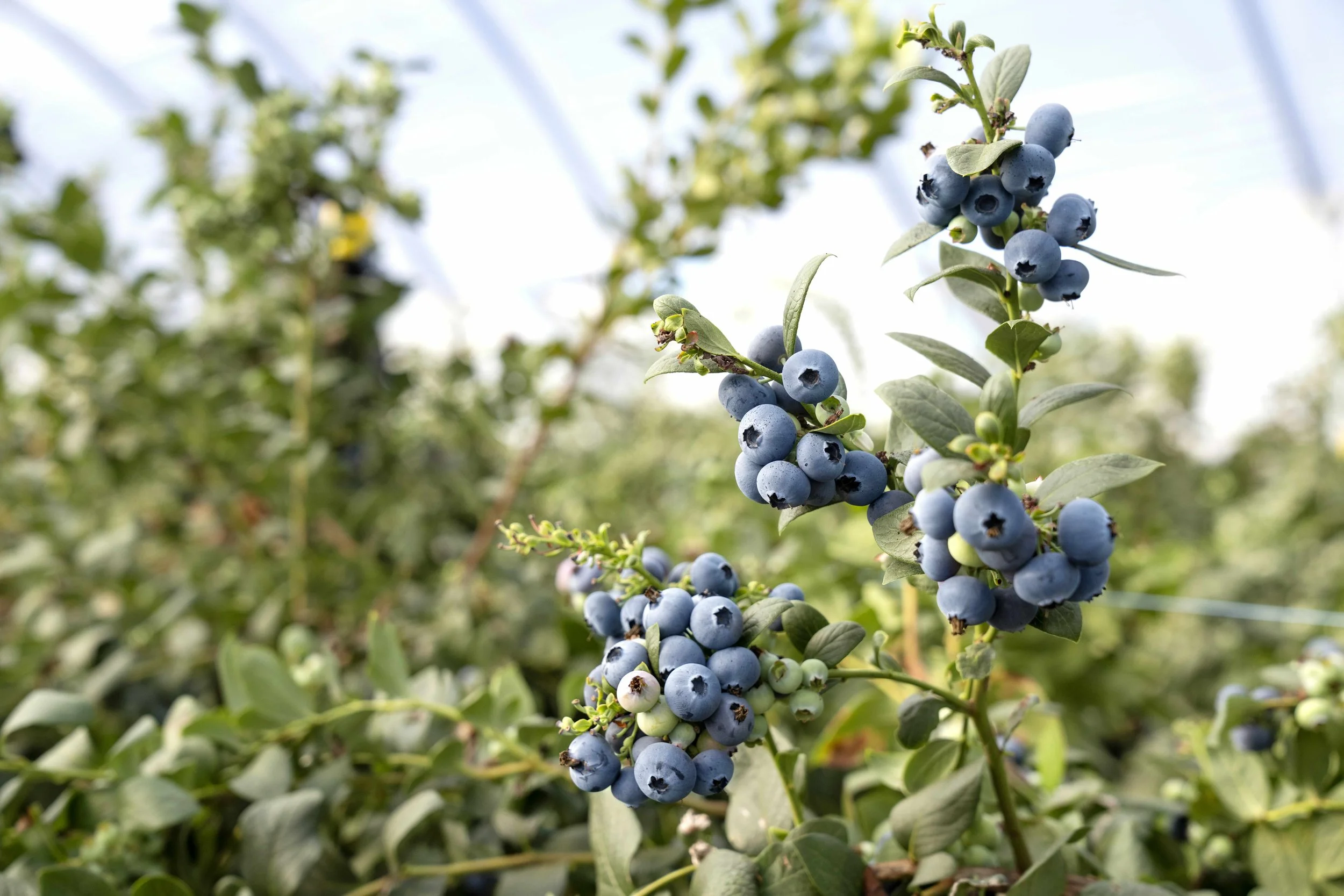 Exclusive to OzGroup - 2025 Mountain Blue Open Day