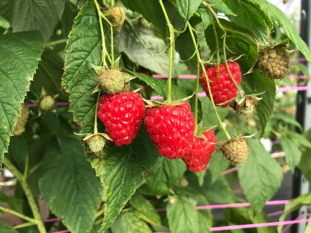Raspberries — Mountain Blue