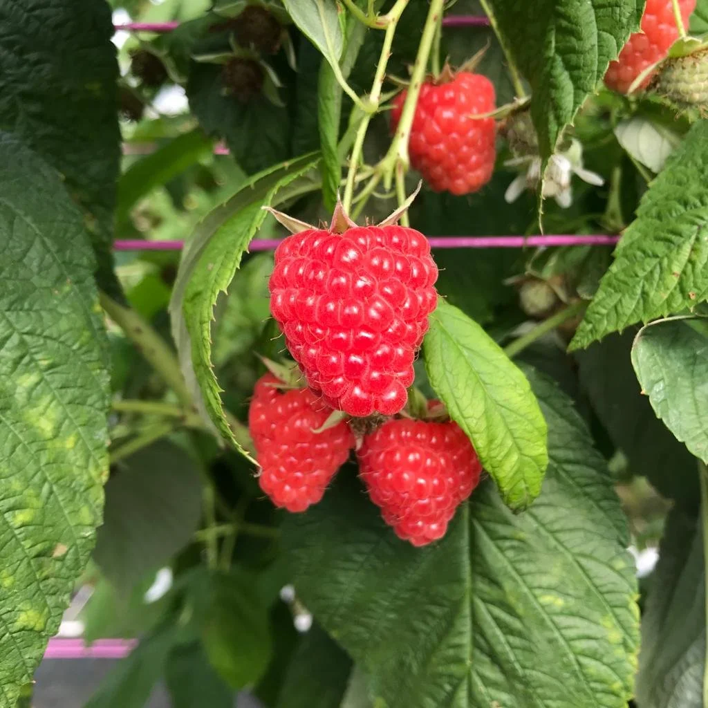 Eden Raspberry Raspberries — Mountain Blue