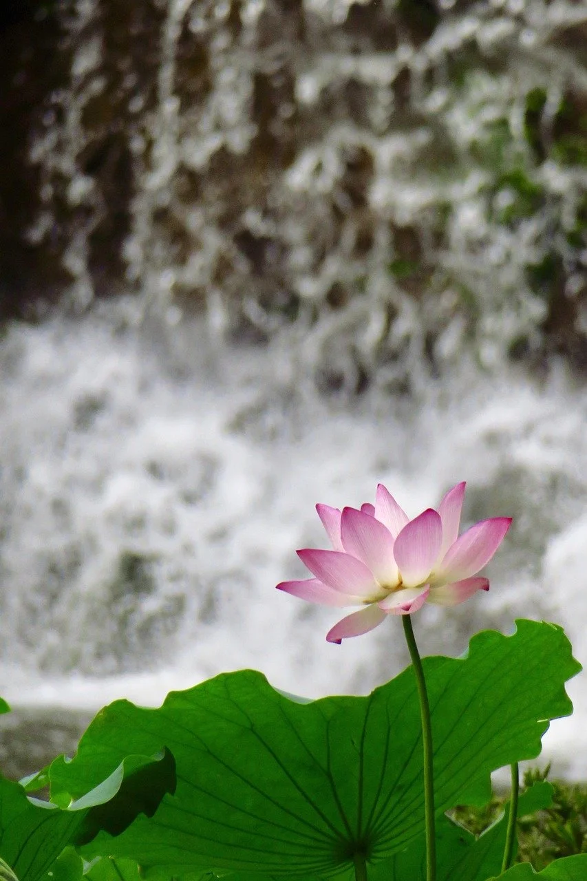 ellenchan-water-4320156_1280.jpg