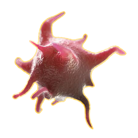 Activated Platelet in Plasma.png