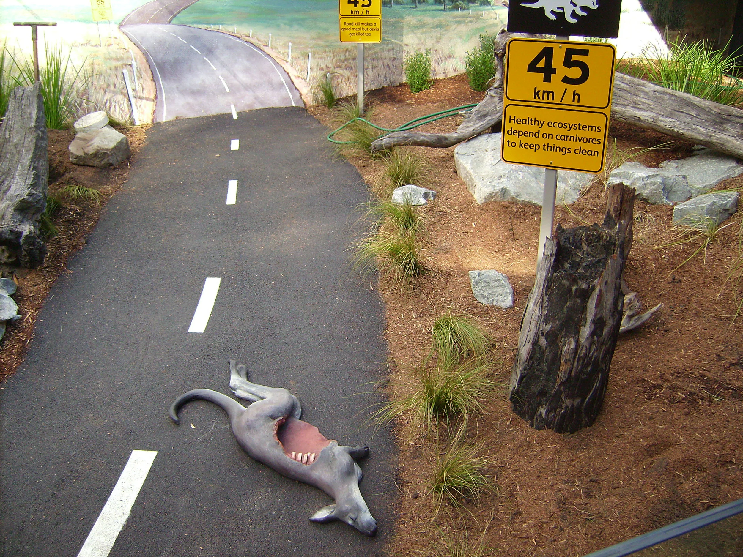 Tim Johnman Taronga Zoo tasmanian devil exhibit.jpg