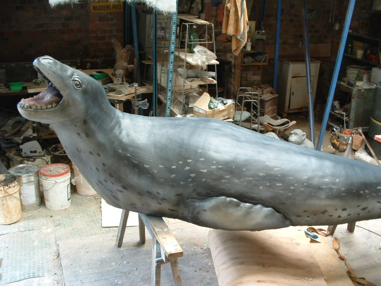 leopard seal, taronga zoo.JPG