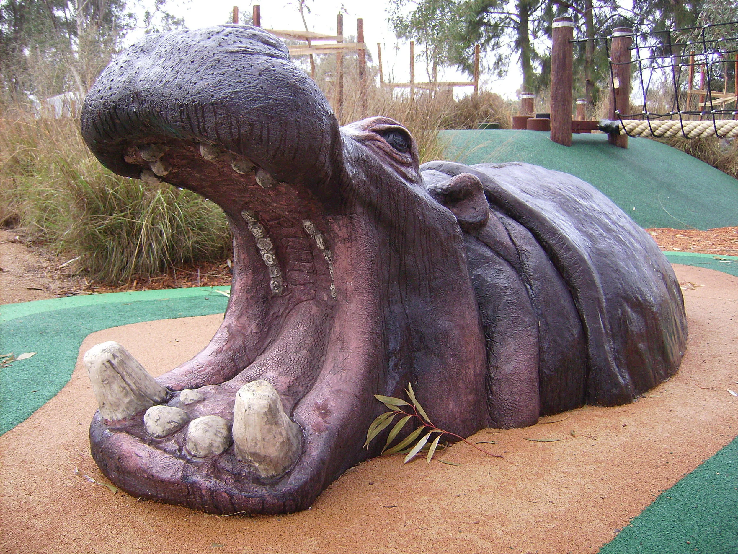 hippo, western plains zoo.JPG
