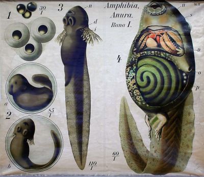normal_Amphibia-Anura-Pulec.jpg