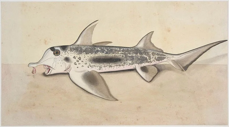 5811-drawing-of-an-elephant-shark.jpg