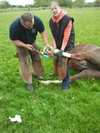 Raabe und Hild operieren ein Pferd auf einer Wiese.