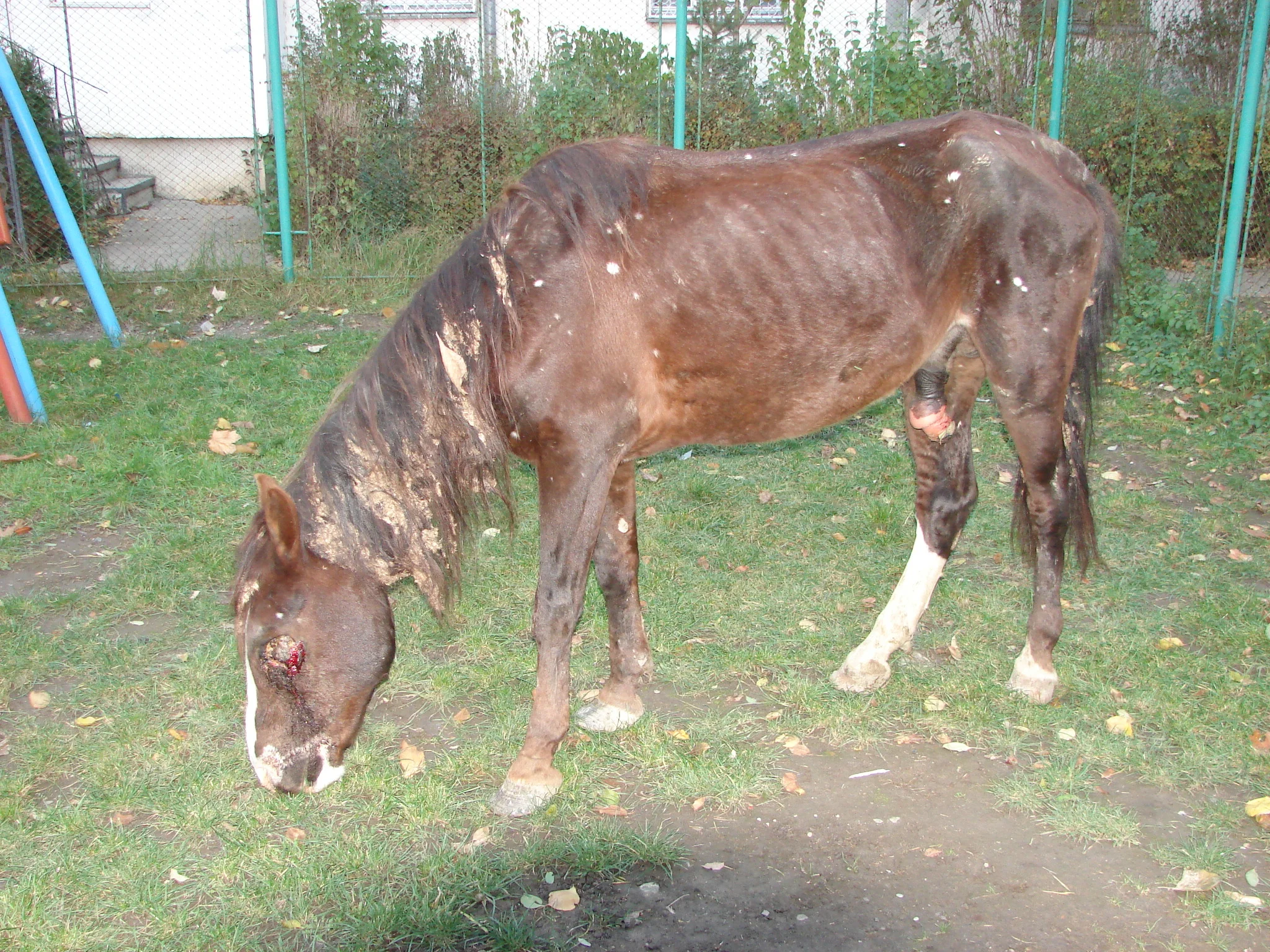 verstümmeltes Pferd auf einem Spielplatz in Rumänien