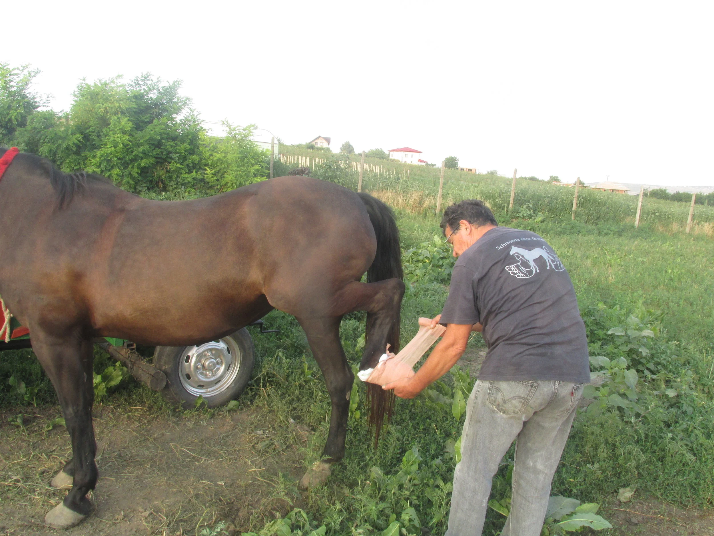 Pferd in Rumänien, gut genährt! In Deutschland ist das auch nicht mehr selbstverständlich.