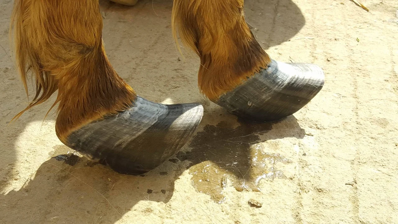 Hufe in Nepal, jeder Schritt eine Qual. Es war nötig dort zu helfen. Ich kann einfach nur betonen das sich die Reise gelohnt hat. Denn unser Bildungsangebot wurde förmlich aufgesogen.