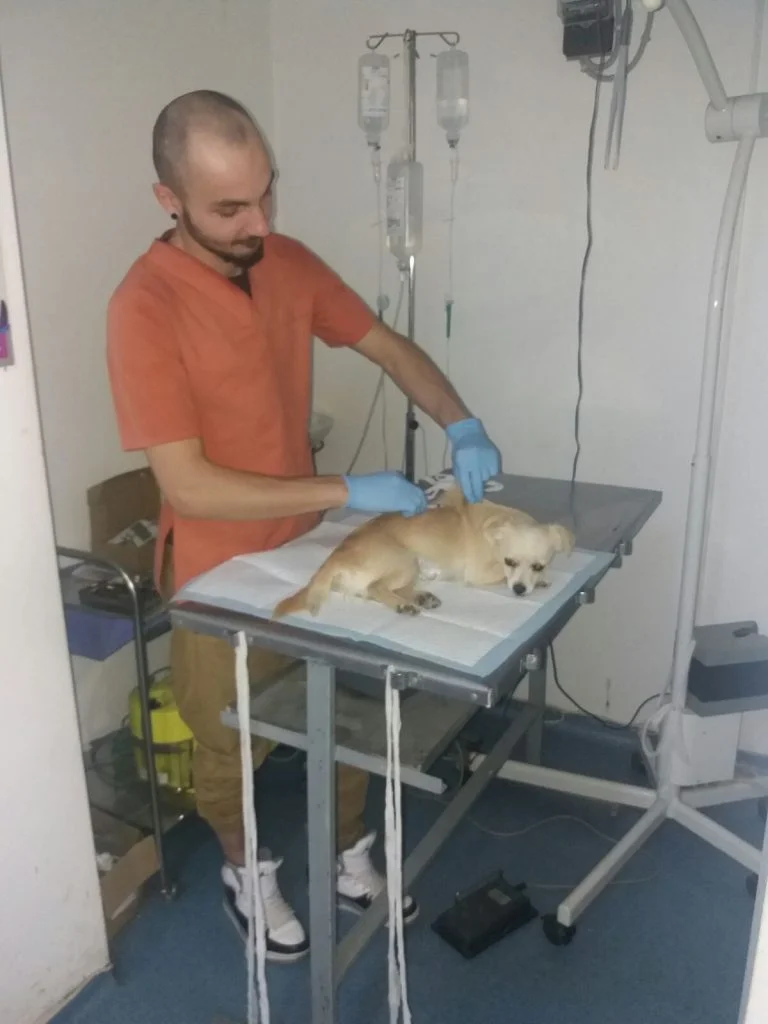 Die Equiwent -Pferdeorganisation kümmert sich natürlich um alle Tiere. Für die Hunde haben wir jetzt einen eigenen Klinikbereich ausgebaut.