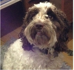 cockapoo therapy dog