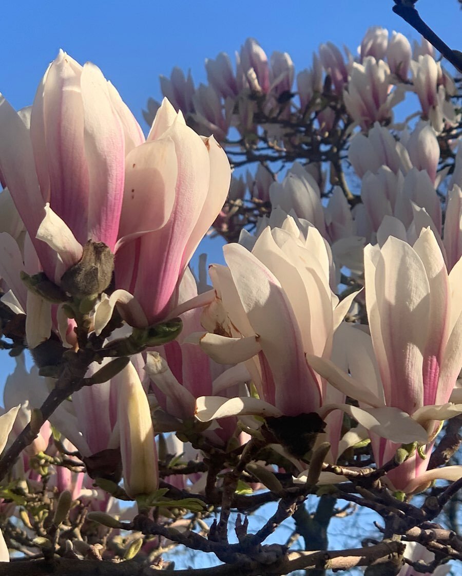 Taking time to enjoy the glorious Magnolia trees in Waterlow park in Highgate 
Happy Spring!

#magnolias #highgate #waterlowpark #easterbreak #spring #flowers #london #northlondonartist #ceopenstudios