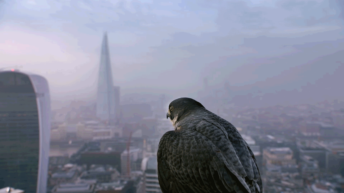 Falcon.gif