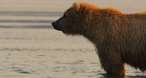 Bear.gif
