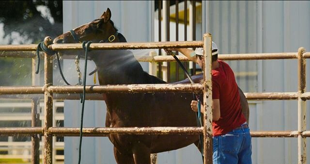 Heat can be a serious problem for your horses. How are you helping them beat the heat?
.
.
.
#mylocalpurinadealer #feedgreatness #purinahorse #purinahorsefeed #purinafed #horsefeed #horse #horses #horsefun #horselife #farm #farmlife #farmer #beattheh