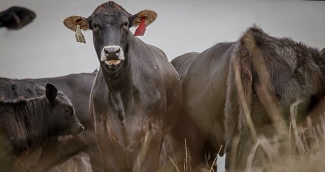 When forage is deficient in the mineral your cattle need, supplement with a Purina cattle mineral.
.
.
.
#mylocalpurinadealer #feedgreatness #purinacattle #purinafeed #purinafed #purinacattlefeed #cattlefeed #feedingcattle #cattlemineral #cattleranch