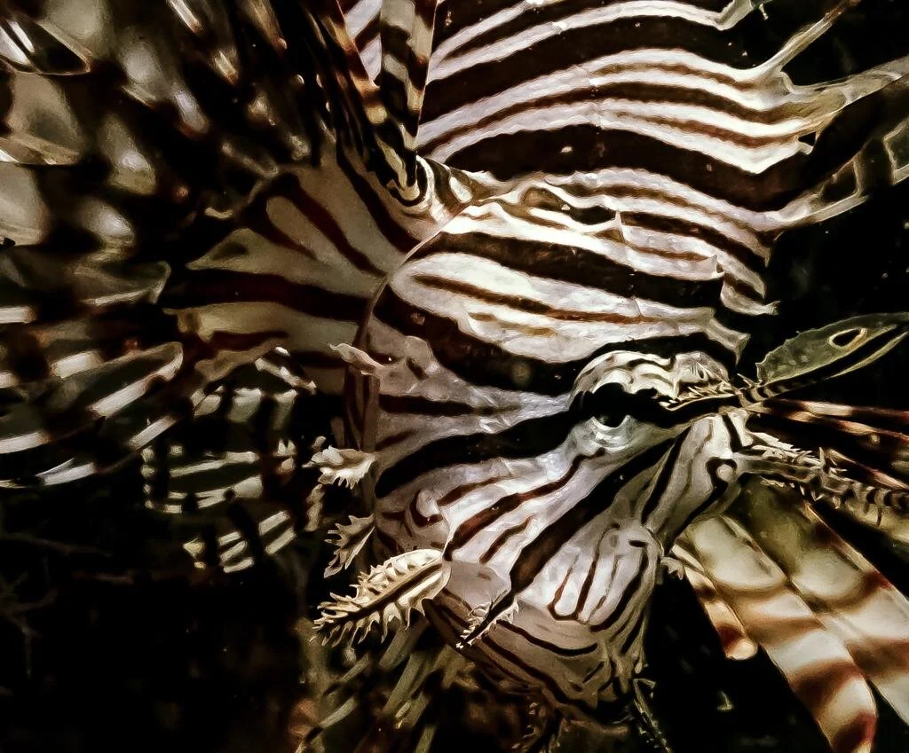 Lionfish - dangerous, but delicious!